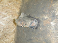 стартер IVECO Daily 4 поколение 2010, 3.0 л., дизель - фото №3