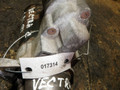 стартер Opel Vectra C (2002 - 2005), 1.8 л., бензин - фото №4