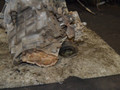 КПП механическая (МКПП) Chevrolet Cavalier 3 поколение [рестайлинг] 1999, 2.2 л., бензин, МКПП - фото №3