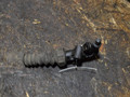 цилиндр сцепления рабочий Peugeot 206 1 поколение [рестайлинг] 2004, 1.4 л., бензин - фото №2
