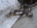 балка подвески задняя Audi Q7 4L 2008, 3.0 л., дизель, 7L0500041 - фото №2