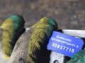 головка блока цилиндров Ford Transit 7 поколение 2007, 2.4 л., дизель, 6C1Q6090BE, 6C1Q6K537 - фото №8