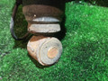 пневмоподушка подвески кабины MAN TGA 1 поколение 2008, 12.8 л., D 2876 LF 13, дизель, АКПП, 81417226057 - фото №2
