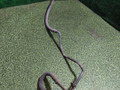 трубка кондиционера DAF XF 105 1 поколение 2010, 12.9 л., MX 340, дизель, МКПП, 1744080 - фото №2