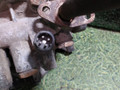 корпус масляного фильтра Renault Premium 2 поколение 2007, 10.8 л., DXi 11, дизель, МКПП, грузовик, 20743633, 7422090129 - фото №5
