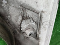 молдинг лобового стекла MAN TGA 1 поколение 2005, 12.8 л., D 2876 LF 12, дизель, МКПП, 81624100043 - фото №7