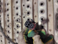 суппорт передний левый MAN TGA 1 поколение 2002, 12.8 л., D 2876 LF 04, дизель, МКПП, 81508046311 - фото №2