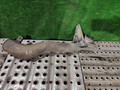 патрубок интеркулера Volvo FM 2 поколение 2011, 10.8 л., D11C450, дизель, АКПП, 21047061 - фото №3
