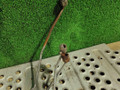 трубка топливная Volkswagen L80 1995, 2RD130301, 2TA130301, 2RD130302, 2TA130302, 2RD130303, 2TA130303, 2RD130304, 2TA130304 - фото №3