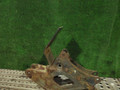 кронштейн торсиона кабины Renault Magnum 3 поколение 2004, дизель, МКПП, 5600201306, 5010211912, 5010211888 - фото №4