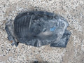 защита арок передняя правая (подкрылок) Mercedes-Benz C-Класс W204/S204 W204 2009, 3.0 л., M 272.948, бензин, A2046980030, A2046900230