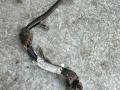 проводка свечей накала Peugeot 307 1 поколение 2005, 2.0 л., дизель - фото №3