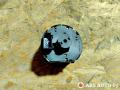 переключатель света Volkswagen Touran 1 поколение 2004, 1T0941431B - фото №3
