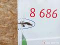 дверь задняя распашная правая Renault Trafic 3 поколение 2016, 1.6 л., R9M 408, дизель, МКПП, микроавтобус - фото №4