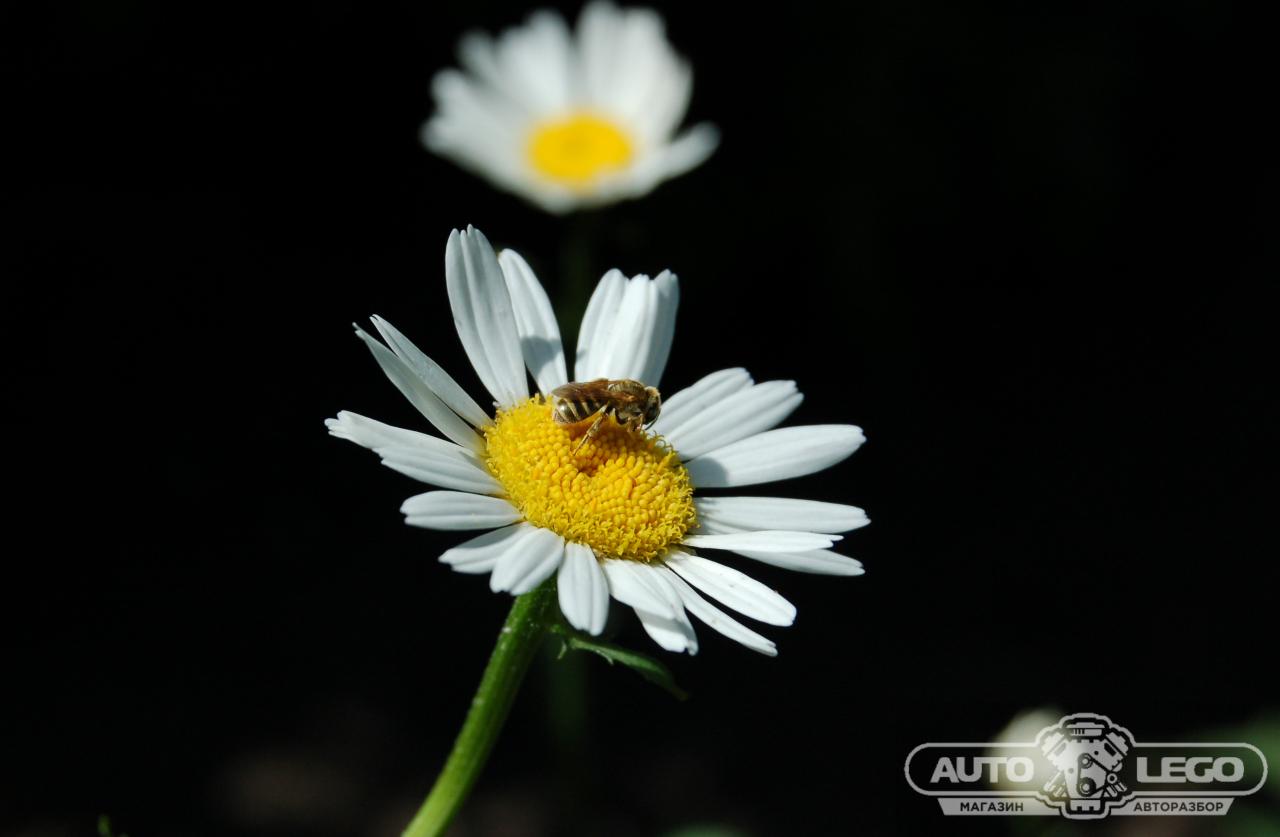 DVD BMW 1 серия E81/E82/E87/E88 (2004 - 2007), 1.5 л., дизель - фото №1