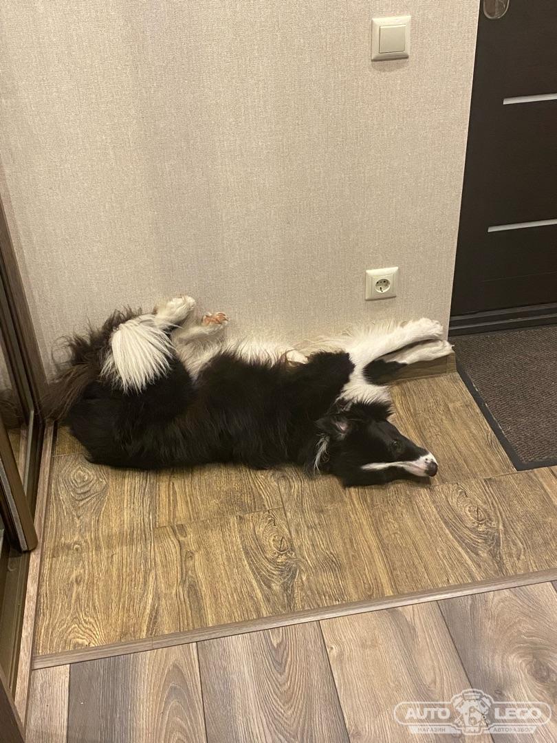 капот Audi 80 B1 (1972 - 1976), 0008303002, 0009061705, 857777777 - фото №1