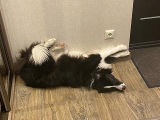 капот Audi 80 B1 (1972 - 1976), 0008303002, 0009061705, 857777777