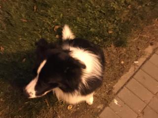 усилитель бампера заднего Audi A4 B6 2003, 2.0 л., бензин, МКПП, тарга, передний привод