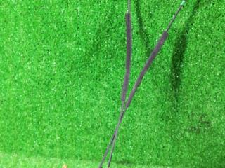 замок двери передней левой Great Wall Wingle 3 2012, 2.0 л., дизель, МКПП, серебристый, пикап, полный привод, правый руль