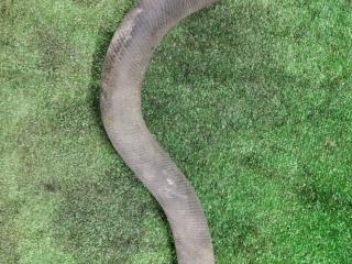 патрубок радиатора Mazda Xedos 9 1 поколение [2-й рестайлинг] 2000, 2.5 л., бензин, АКПП, седан, передний привод