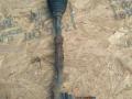 тяга рулевая BMW 7 серия F01/F02 F01 2010, 4.0 л., D, дизель, АКПП, 475, седан, задний привод - фото №2