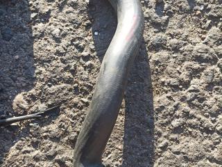 патрубок радиатора Mercedes-Benz E-Класс W212/S212/C207/A207 W212 2012, 2.1 л., OM 651.924, дизель, АКПП, седан, A2045011582