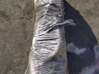 уплотнитель двери Mercedes-Benz E-Класс W211/S211 [рестайлинг] 2007, 2.1 л., OM 646.821, дизель, АКПП, чёрный, седан, задний привод, правый руль