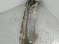 тепловой экран глушителя BMW 5 серия F07/F10/F11 F11 2011, 3.0 л., N57 D30 A, дизель, АКПП, универсал, задний привод, 51487185202, 7185202 - фото №2