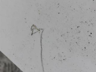 крыло переднее правое Audi A6 4F/C6 [рестайлинг] 2008, 2.7 л., дизель, МКПП, универсал, передний привод, 4F0821104A