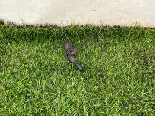 датчик ABS Volkswagen Jetta 6 поколение 2014, 1.4 л., бензин, МКПП, седан, передний привод