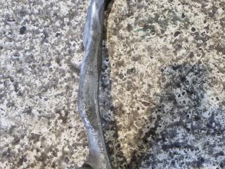 рычаг передний правый BMW 2 серия F22/F23 [рестайлинг] F22 2018, 2.0 л., B47 D20 A, дизель, АКПП, белый, купе, задний привод, правый руль, 31126855742