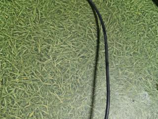 трубка воздушная пневматическая IVECO Stralis 2 поколение 2009, дизель, МКПП, 42533275, 4823129, 41285130