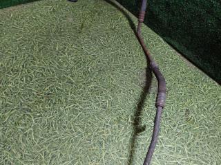 трубка кондиционера Scania 4-Series 2004, 15.6 л., DC 16.01, дизель, МКПП, 1437264