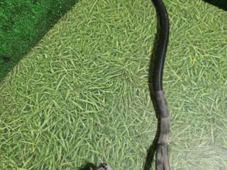 проводка кабины DAF XF 105 1 поколение 2006, АКПП, 1640944