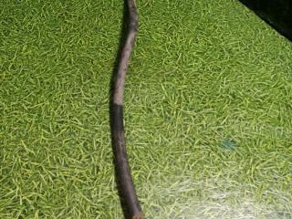 трубка кондиционера MAN TGA 1 поколение 2005, 10.5 л., D 2066 LF 11, дизель, АКПП, 81619750187