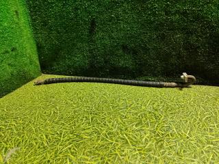 трубка кондиционера IVECO Stralis 2 поколение 2010, 10.3 л., F3AE0681D, дизель, АКПП, 41225581