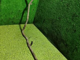 трубка охлаждающей жидкости DAF XF 106 1 поколение 2014, 12.9 л., MX-13 340, дизель, МКПП, 1906237