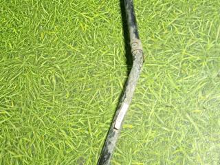 трубка гидравлическая Scania 6-series 2017, 12.7 л., DC 13.148, дизель, АКПП, правый руль, 2123663