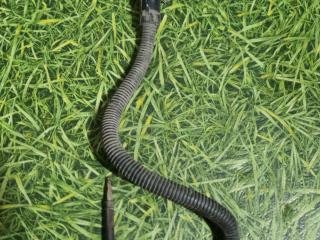 датчик давления (температуры) выхлопных газов Renault T-Series 1 поколение 2014, дизель, АКПП, 21285163